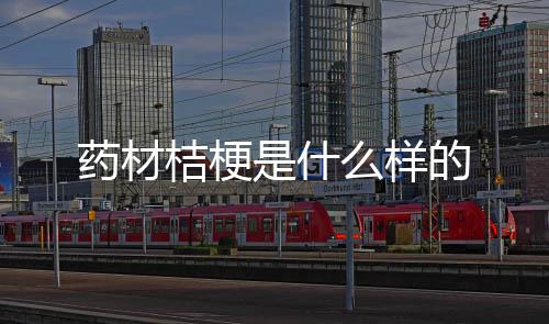 的桔梗么样药材是什